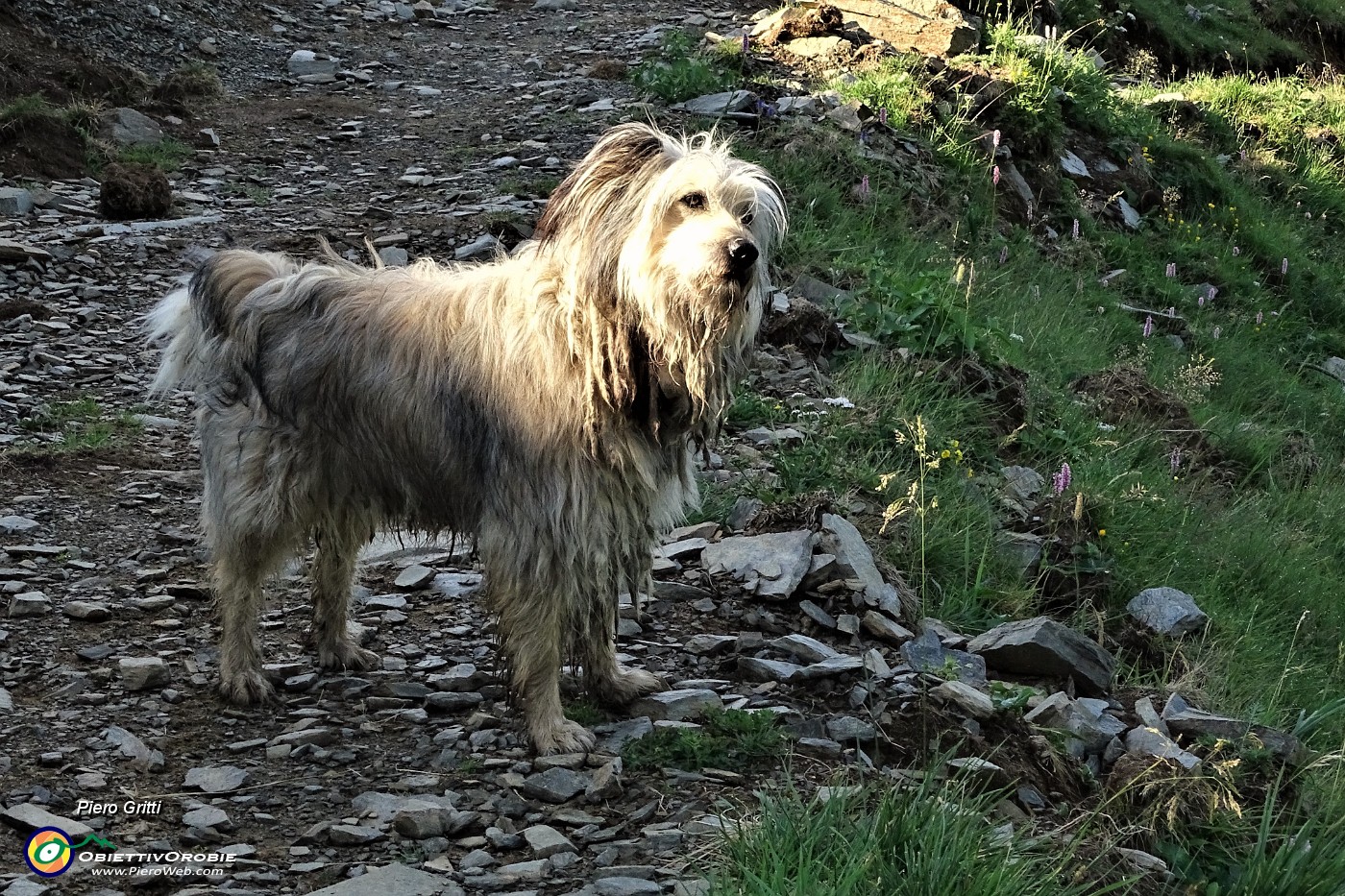 13 Il cane pastore della Casera Azzaredo.JPG